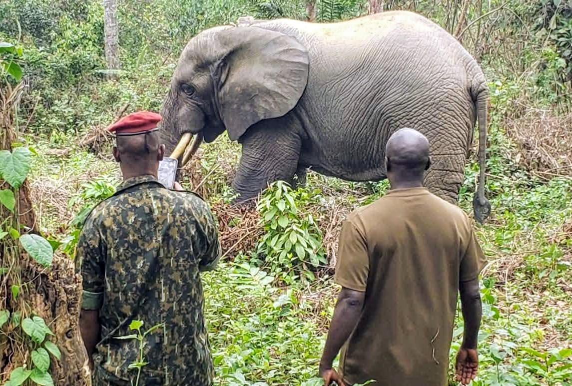 Guinée : des espèces protégées au bord de l’extinction, le cri d’alarme du Centre forestier de N’Zérékoré